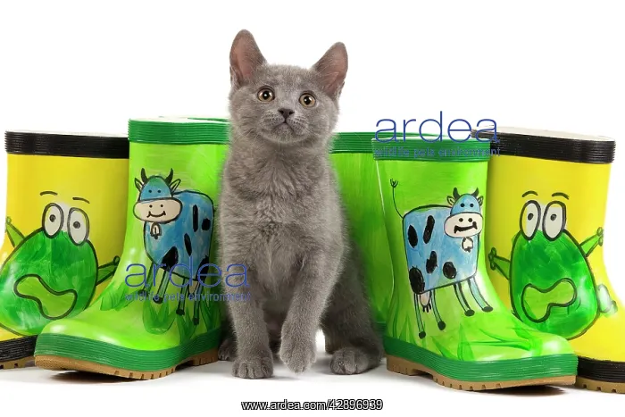: Cat - Chartreux kitten in studio with brightly : Cat - Chartreux kitten in studio with brightly