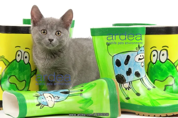 : Cat - Chartreux kitten in studio with brightly : Cat - Chartreux kitten in studio with brightly