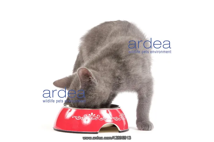 : Cat - Chartreux kitten in studio eating from bowl : Cat - Chartreux kitten in studio eating from bowl