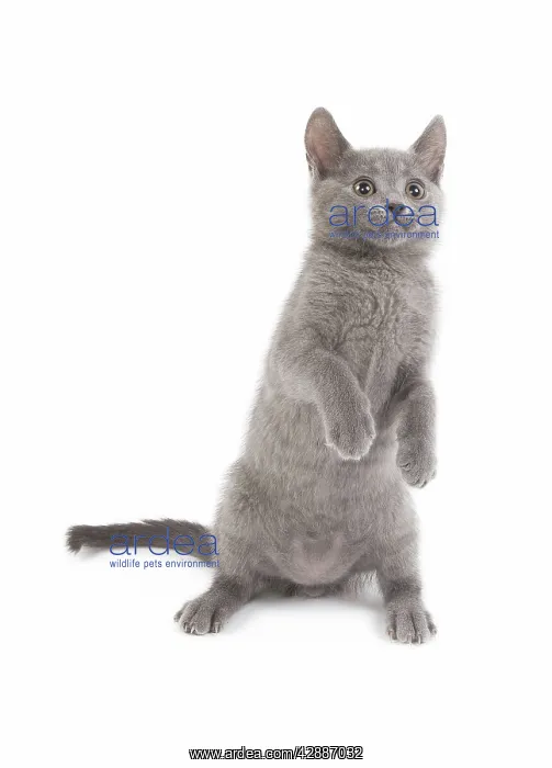  : Cat - Chartreux kitten in studio on hind legs