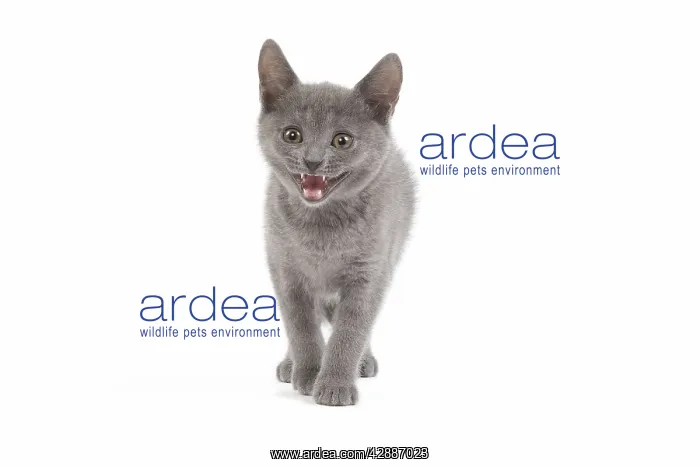  : Cat - Chartreux kitten in studio miaowing