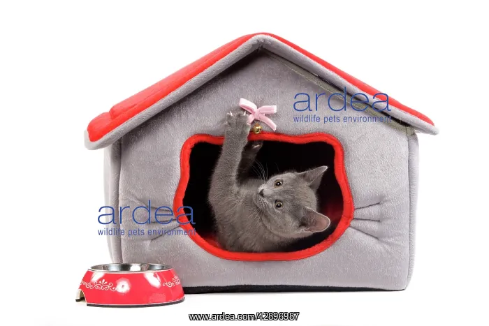 : Cat - Chartreux kitten in studio playing in cat bed : Cat - Chartreux kitten in studio playing in cat bed