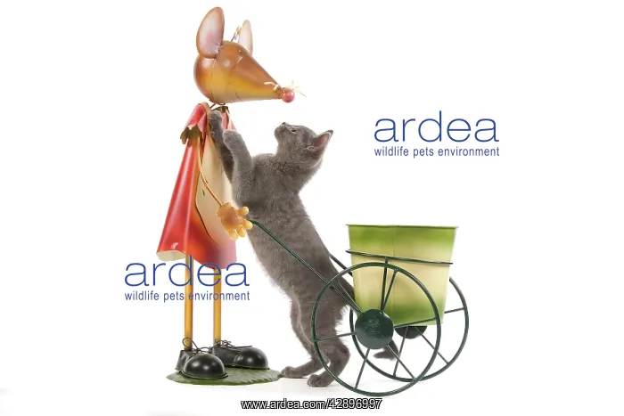 : Cat - Chartreux kitten in studio playing with mouse : Cat - Chartreux kitten in studio playing with mouse