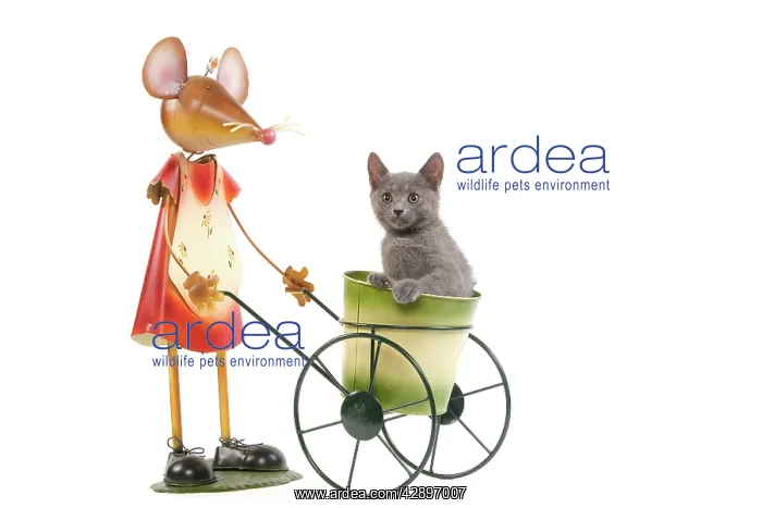 : Cat - Chartreux kitten in studio playing with mouse : Cat - Chartreux kitten in studio playing with mouse