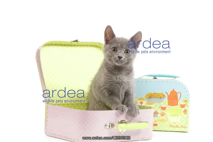  : Cat - Chartreux kitten in toy suitcase
