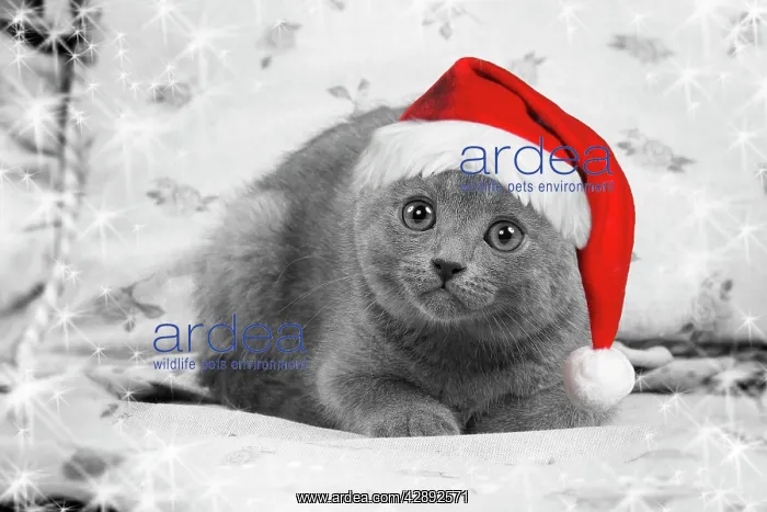 : Cat - Chartreux kitten wearing Christmas hat : Cat - Chartreux kitten wearing Christmas hat
