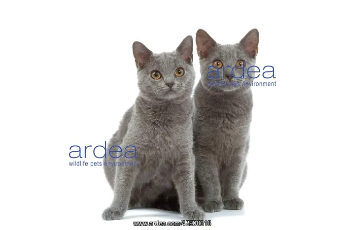  : Cat - Chartreux kittens in studio
