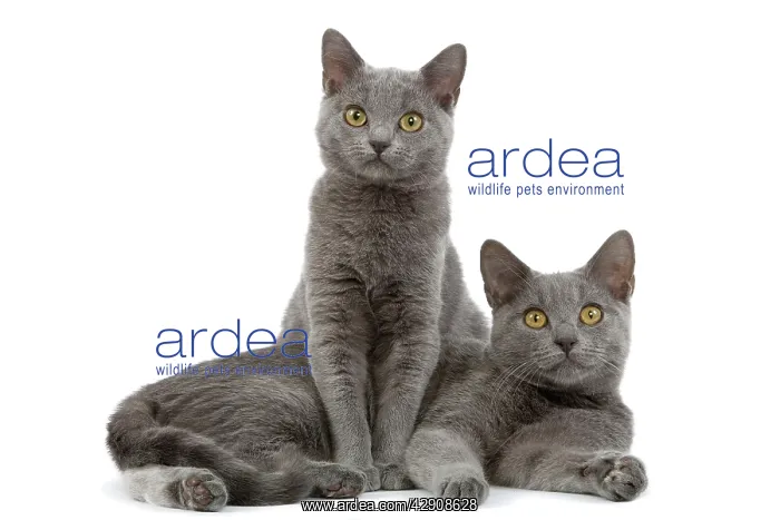  : Cat - Chartreux kittens in studio