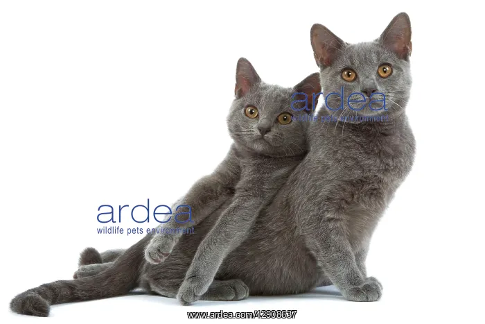  : Cat - Chartreux kittens in studio