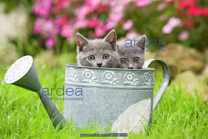 : Cat - two Chartreux kittens in watering can