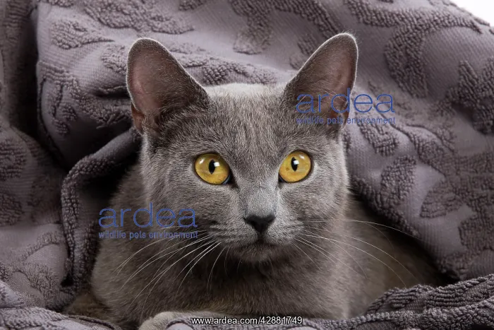  : Cat - Chartreux lying in blanket