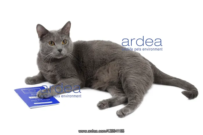  : Cat - Chartreux with passport  /  pet ID