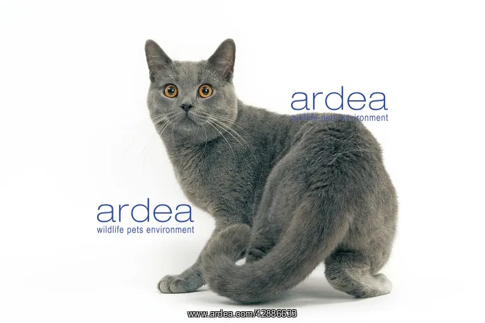  : Cat - Chartreux, Short-haired