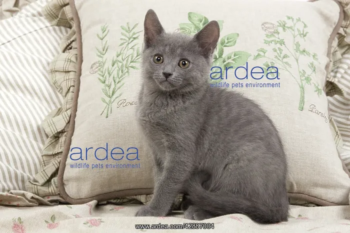  : Cat - Chartreux sitting by cushions