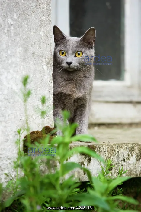 : Cat - Chartreux sitting on windowsill : Cat - Chartreux sitting on windowsill
