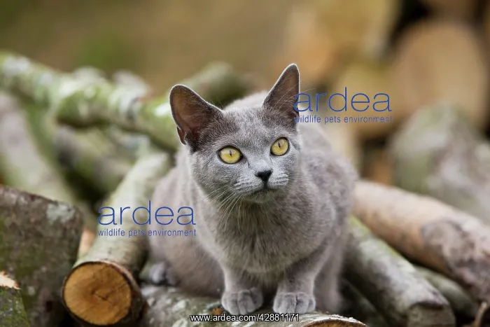  : Cat - Chartreux sitting on woodpile