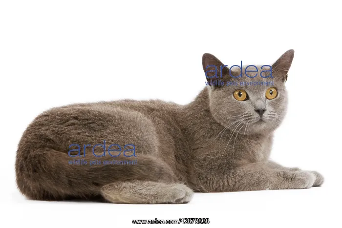  : Cat - Chartreux in studio