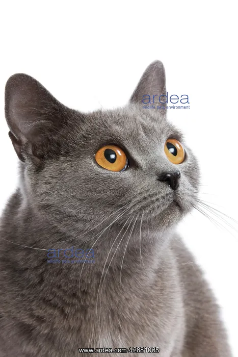  : Cat - Chartreux in studio