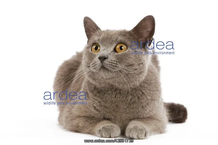  : Cat - Chartreux in studio