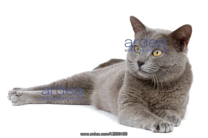  : Cat - Chartreux in studio