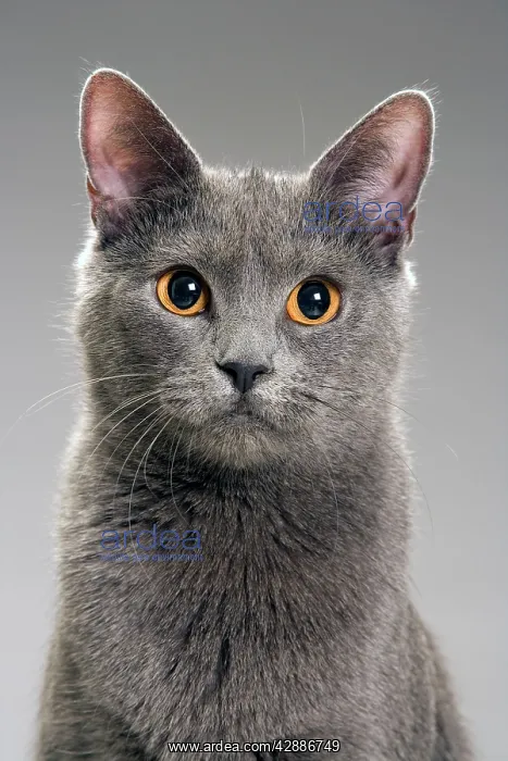  : Cat - Chartreux in studio