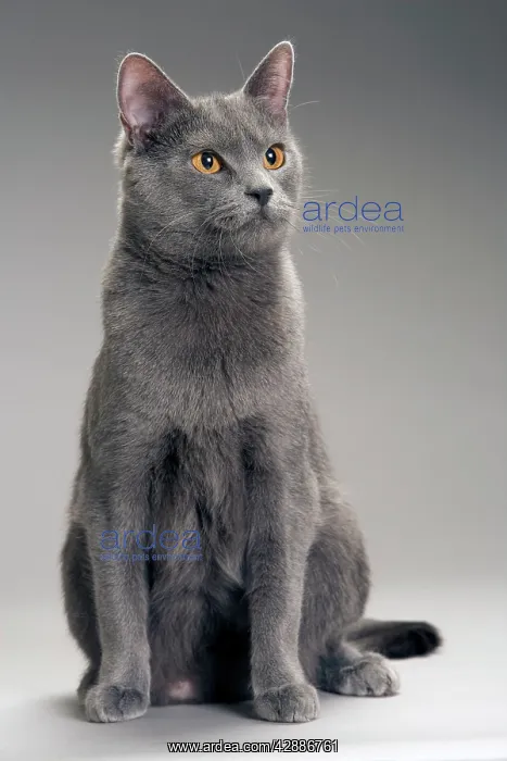  : Cat - Chartreux in studio
