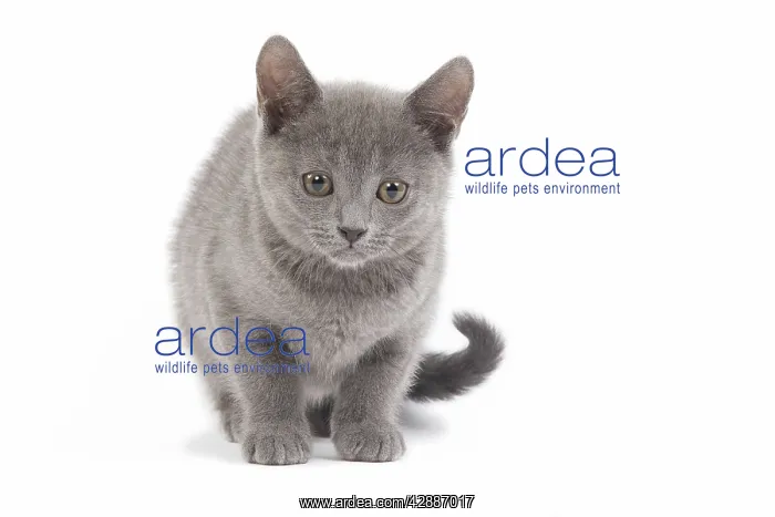  : Cat - Chartreux in studio
