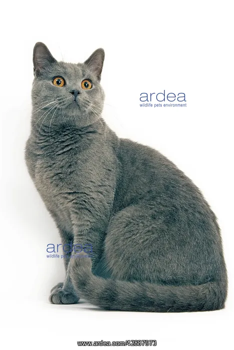  : Cat - Chartreux in studio