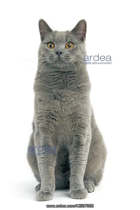  : Cat - Chartreux in studio