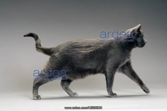  : Cat - Chartreux in studio