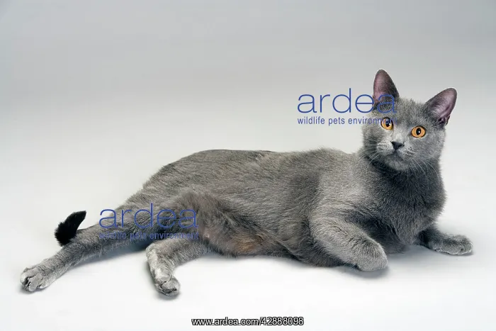  : Cat - Chartreux in studio