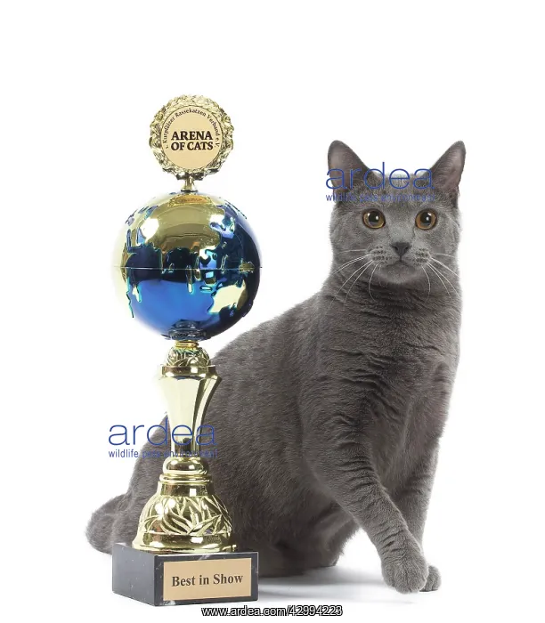  : Cat - Chartreux with trophy