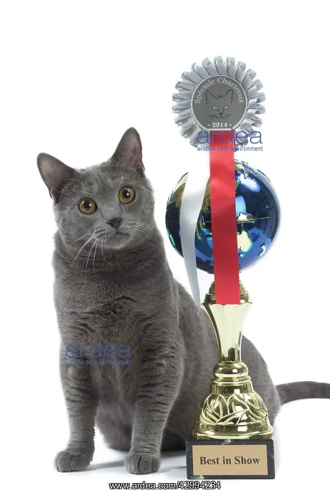  : Cat - Chartreux with trophy