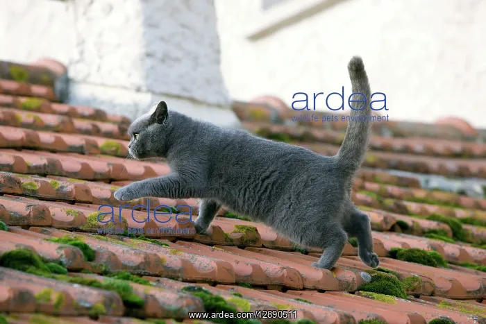  : Cat - Chartreux walking on roof