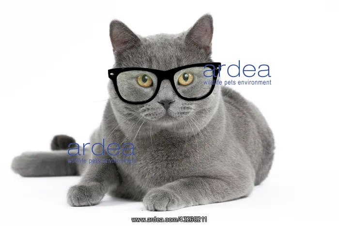 : Cat Chartreux wearing glasses Digital ManipulationGlasses created (ardea) : Cat Chartreux wearing glasses Digital ManipulationGlasses created (ardea)
