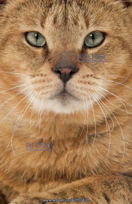 : Cat - Chausie Brown Spotted Tabby: Jungle Cat (Felis : Cat - Chausie Brown Spotted Tabby: Jungle Cat (Felis