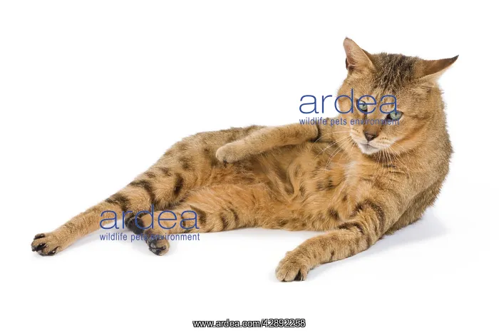 : Cat - Chausie Brown Spotted Tabby: Jungle Cat (Felis : Cat - Chausie Brown Spotted Tabby: Jungle Cat (Felis