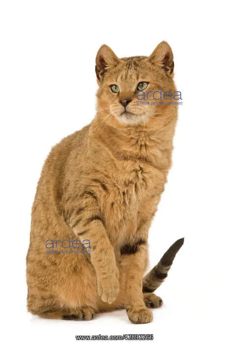 : Cat - Chausie Brown Spotted Tabby: Jungle Cat (Felis : Cat - Chausie Brown Spotted Tabby: Jungle Cat (Felis