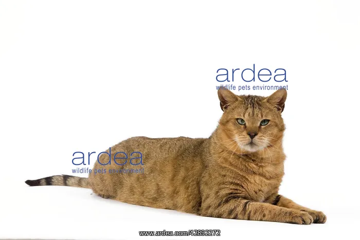  : Cat - Chausie Brown Spotted Tabby: Jungle Cat (Felis