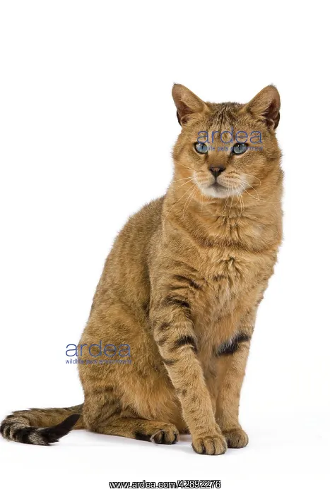 : Cat - Chausie Brown Spotted Tabby: Jungle Cat (Felis : Cat - Chausie Brown Spotted Tabby: Jungle Cat (Felis