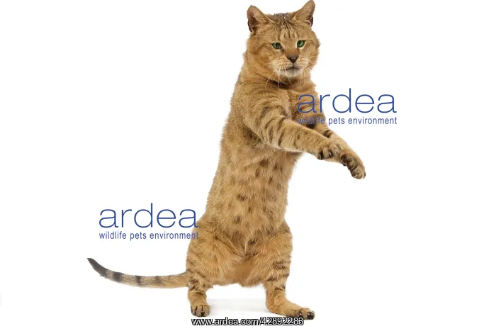 : Cat - Chausie Brown Spotted Tabby: Jungle Cat (Felis : Cat - Chausie Brown Spotted Tabby: Jungle Cat (Felis