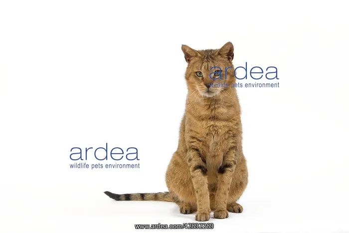 : Cat - Chausie Brown Spotted Tabby: Jungle Cat (Felis : Cat - Chausie Brown Spotted Tabby: Jungle Cat (Felis