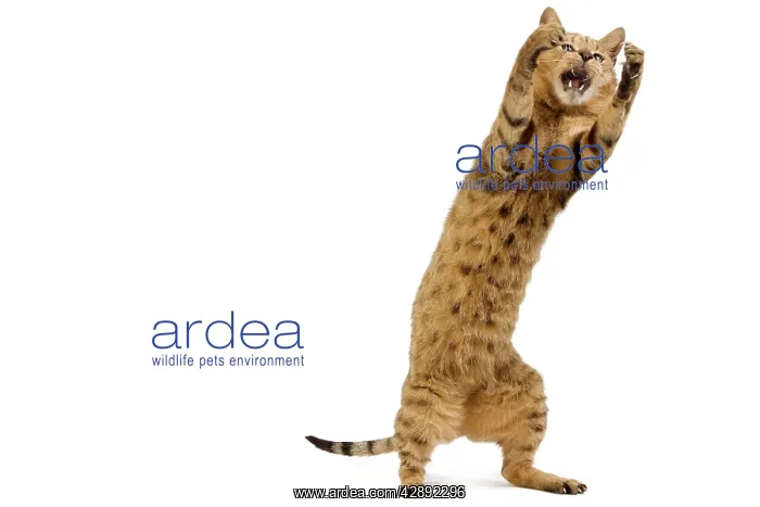 : Cat - Chausie Brown Spotted Tabby: Jungle Cat (Felis : Cat - Chausie Brown Spotted Tabby: Jungle Cat (Felis