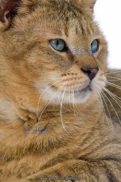 : Cat - Chausie Brown Spotted Tabby: Jungle Cat (Felis : Cat - Chausie Brown Spotted Tabby: Jungle Cat (Felis