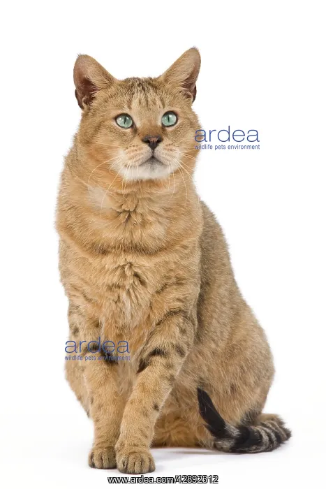 : Cat - Chausie Brown Spotted Tabby: Jungle Cat (Felis : Cat - Chausie Brown Spotted Tabby: Jungle Cat (Felis