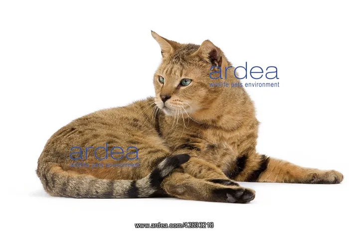 : Cat - Chausie Brown Spotted Tabby: Jungle Cat (Felis : Cat - Chausie Brown Spotted Tabby: Jungle Cat (Felis