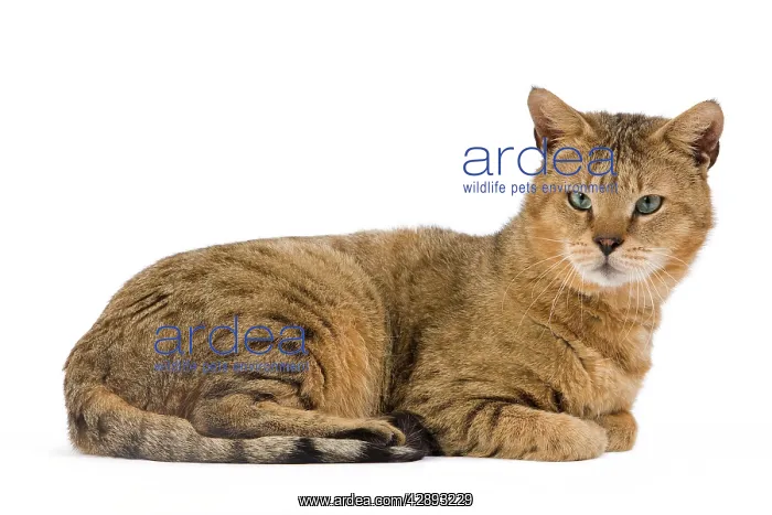 : Cat - Chausie Brown Spotted Tabby: Jungle Cat (Felis : Cat - Chausie Brown Spotted Tabby: Jungle Cat (Felis