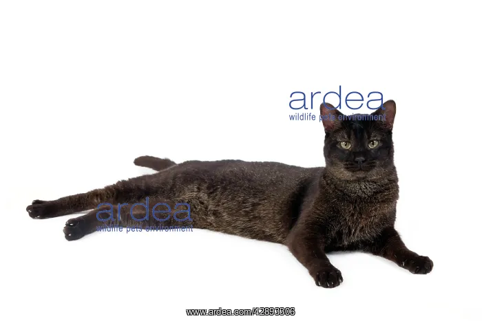 : Cat - Chausie Grizzled - lying down : Cat - Chausie Grizzled - lying down