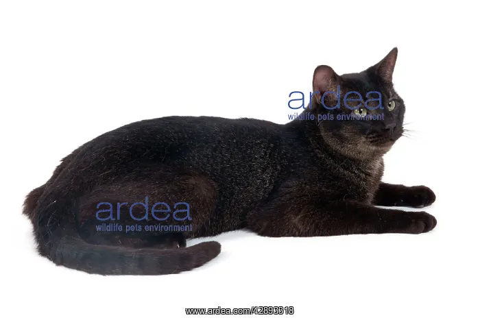  : Cat - Chausie Grizzled - lying down