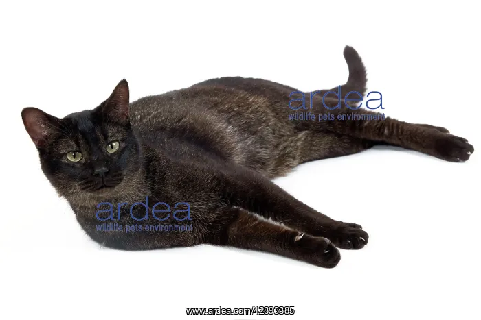  : Cat - Chausie Grizzled - lying down